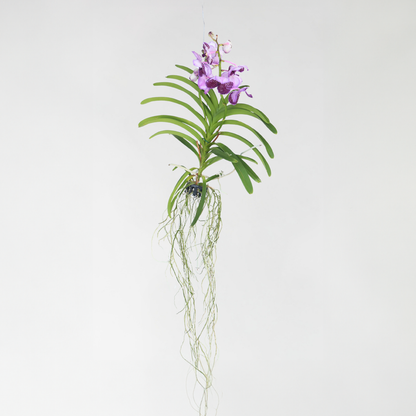 Vanda Orchid - Vanda 'Lila' - Height 55-65Cm