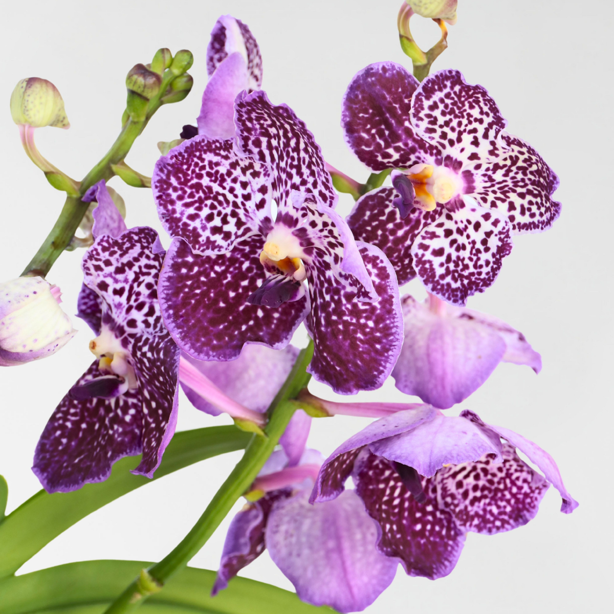 Vanda Orchid - Vanda 'Lila' - Height 55-65Cm