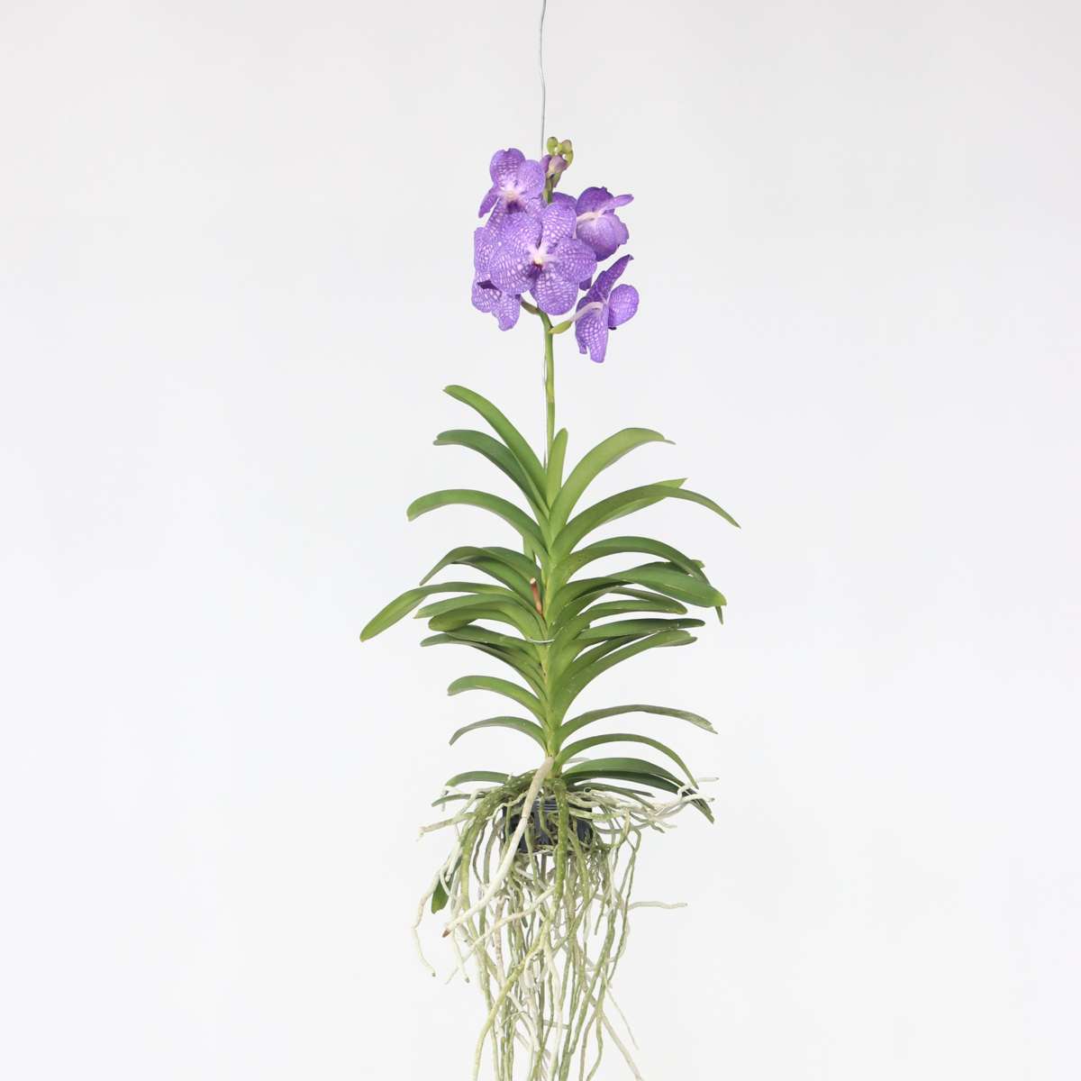 Vanda Orchid - Vanda 'Blue' - Height 55-65Cm