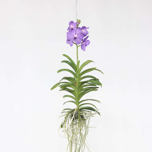 Vanda Orchid - Vanda 'Blue' - Height 55-65Cm