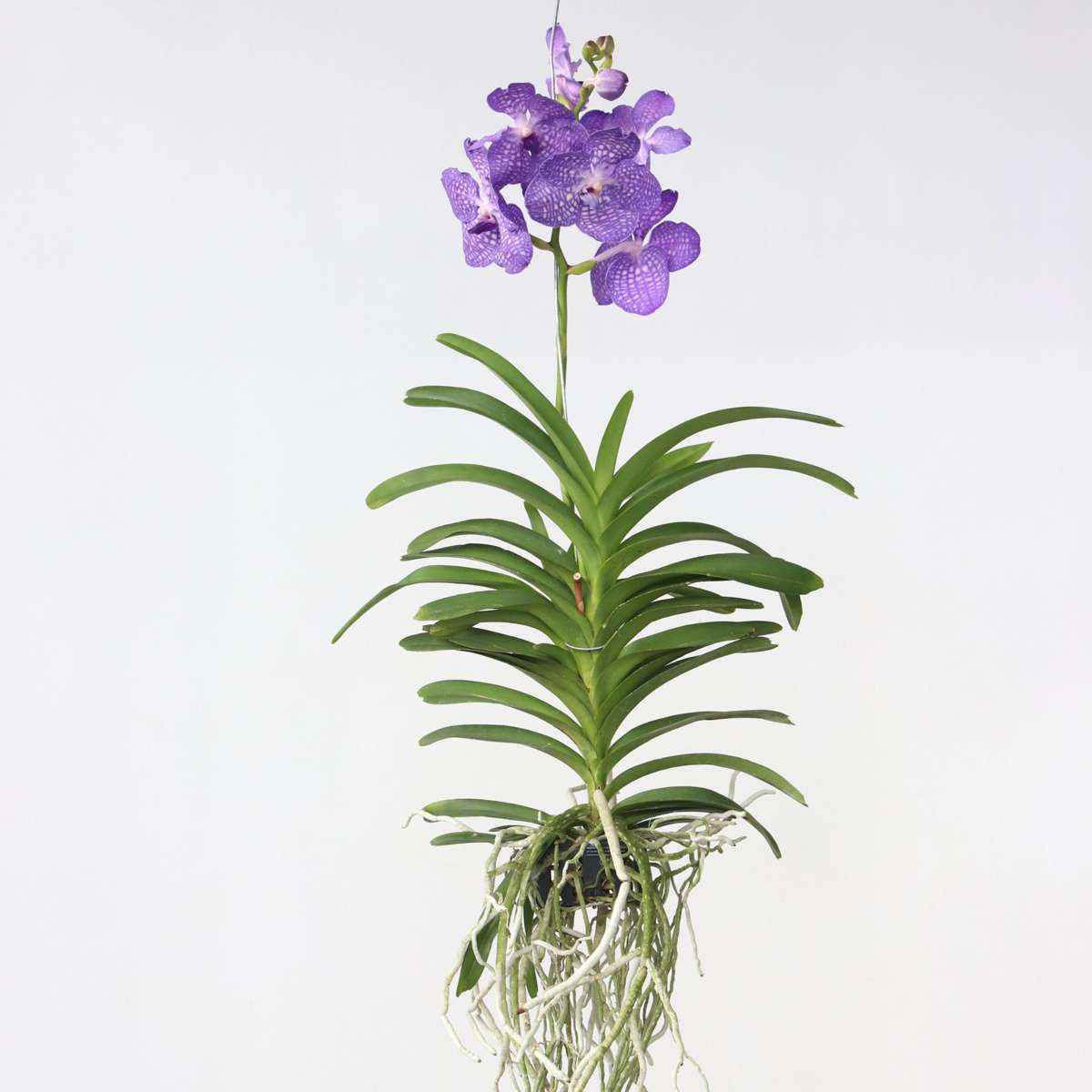 Vanda Orchid - Vanda 'Magic Royal Blue' - Height 55-65Cm
