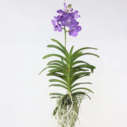 Vanda Orchid - Vanda 'Magic Royal Blue' - Height 55-65Cm