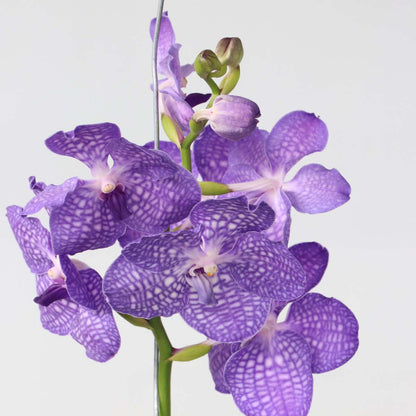 Vanda Orchid - Vanda 'Magic Royal Blue' - Height 55-65Cm