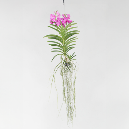 Vanda Orchid - Vanda 'Pink' - Height 45-55Cm