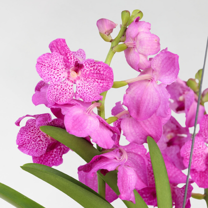 Vanda Orchid - Vanda 'Pink' - Height 45-55Cm