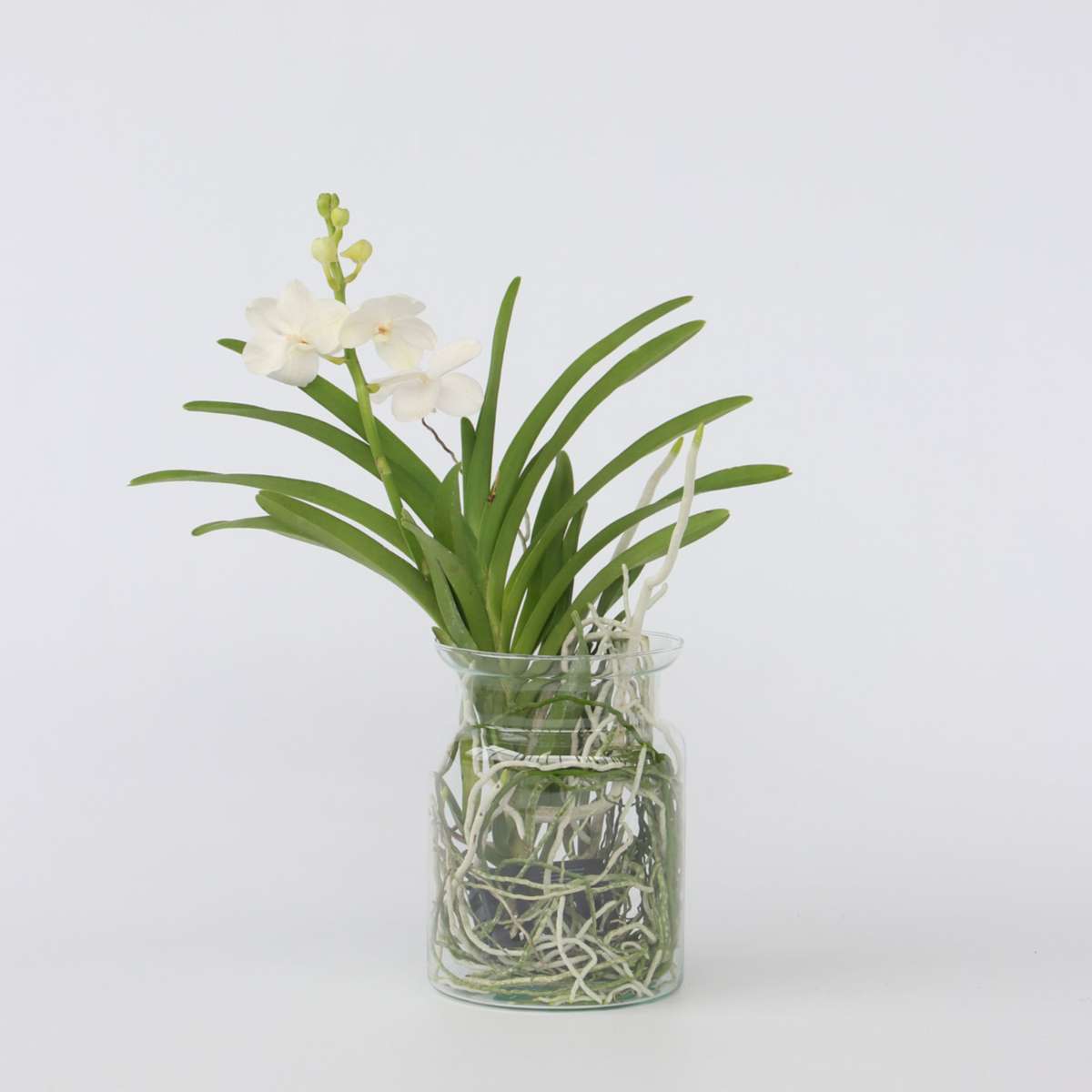 Vanda Orchid - Vanda 'White' - Height 40-50Cm - ⌀14Cm