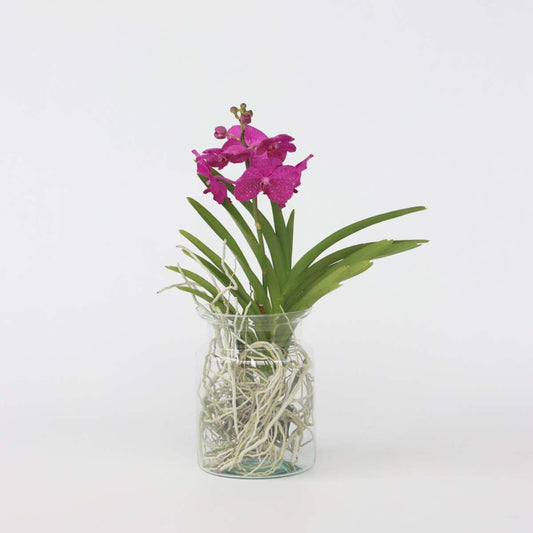 Vanda Orchid - Vanda 'Cerise' - Height 40-50Cm - ⌀14Cm