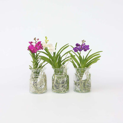 Vanda Orchid - Vanda 'Cerise' - Height 40-50Cm - ⌀14Cm