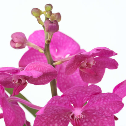 Vanda Orchid - Vanda 'Cerise' - Height 40-50Cm - ⌀14Cm