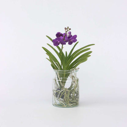 Vanda Orchid - Vanda 'Blue' - Height 40-50Cm - ⌀14Cm