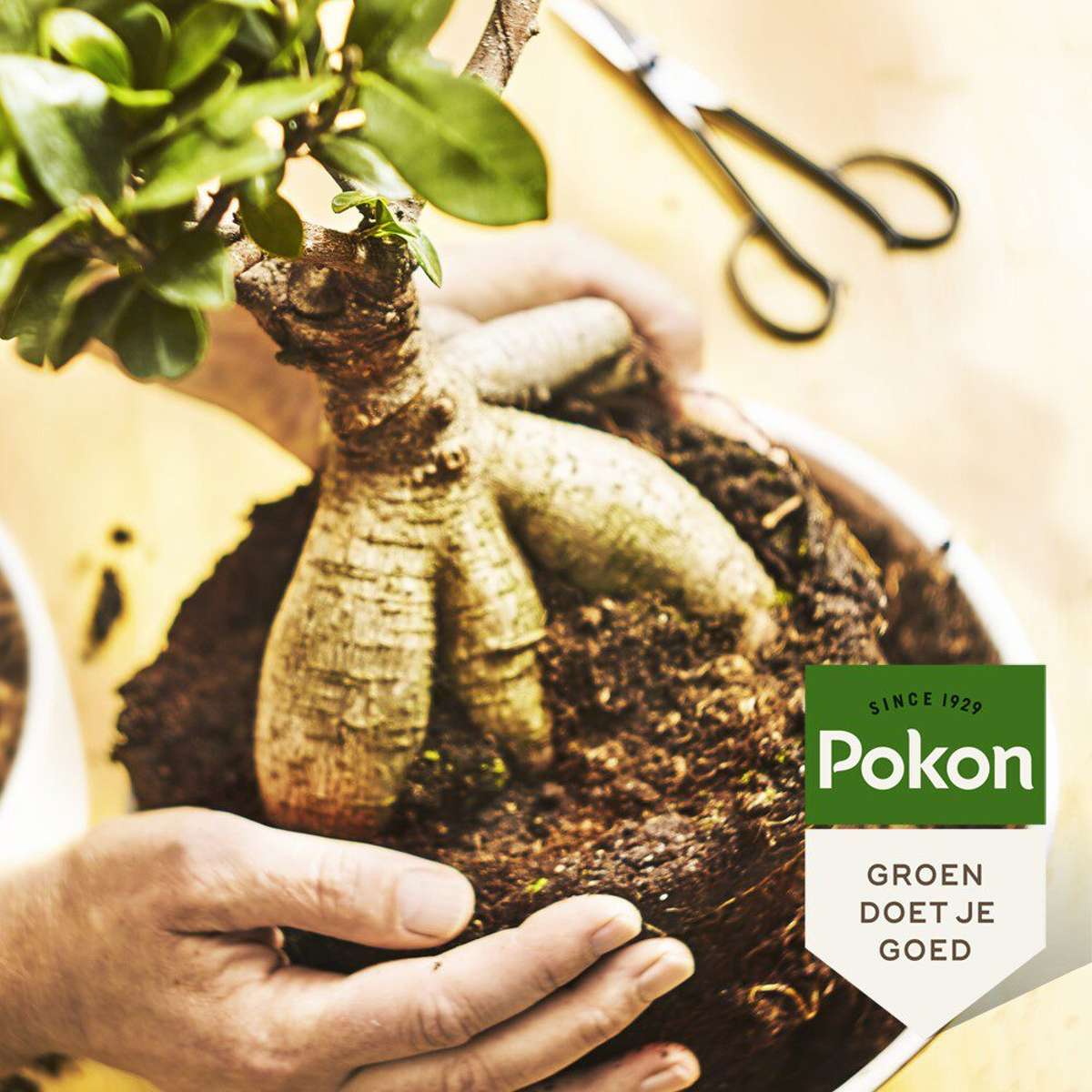 Plant Food Pokon Liquid Plant Food - Bonsai - 250Ml