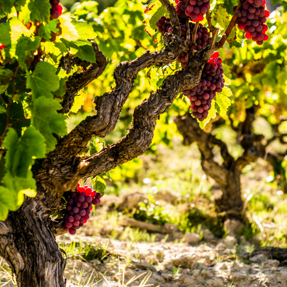 Fruit Trees Common Grape Vine - Vitis Vinifera ‘Vanessa’ - Height 60-75Cm - ⌀21Cm