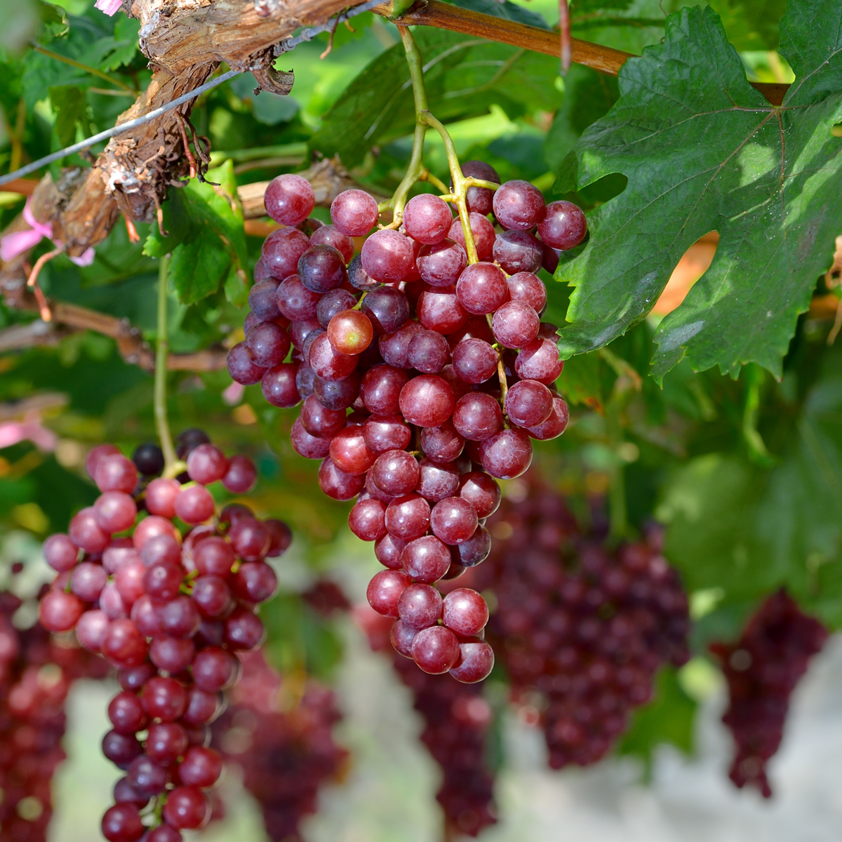 Fruit Trees Common Grape Vine - Vitis Vinifera ‘Vanessa’ - Height 60-75Cm - ⌀21Cm