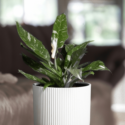 Philodendron Sweetheart Plant - Philodendron Cobra - Height 55-65Cm - ⌀19Cm