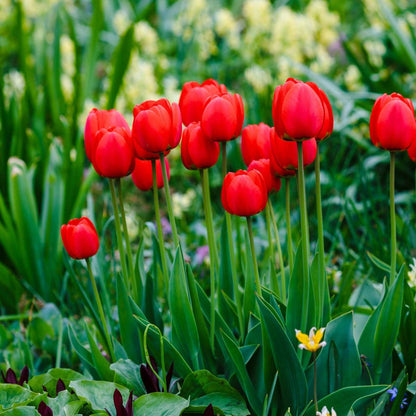 Tulip Bulbs - 14 Pcs. - Tulipa 'Red Impression' - Flower Bulbs - Red