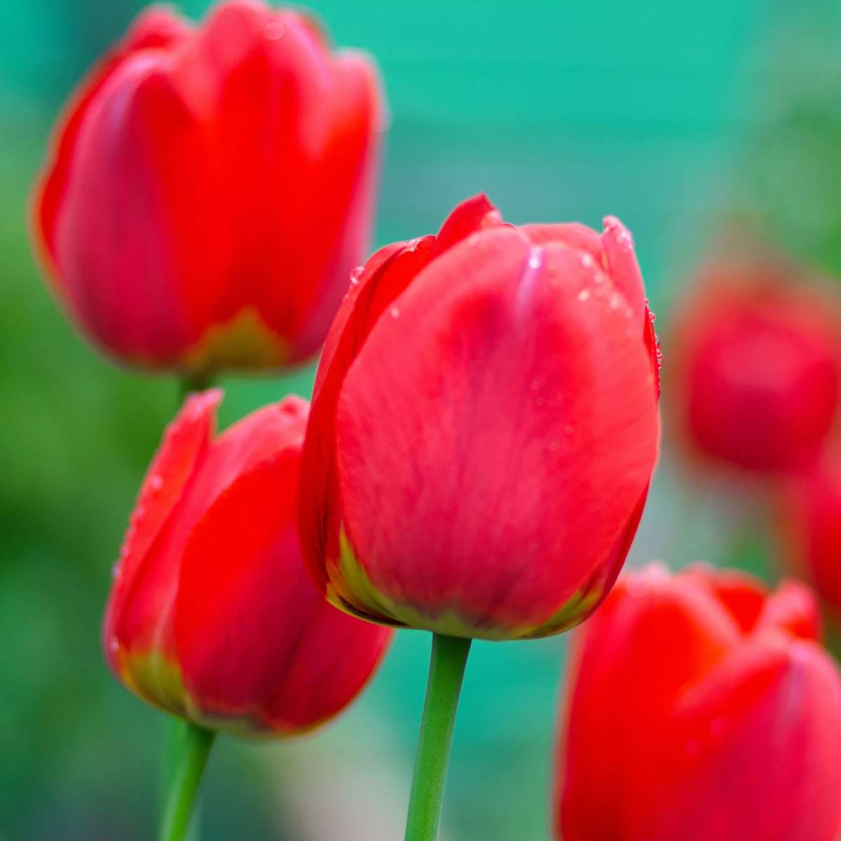 Tulip Bulbs - 14 Pcs. - Tulipa 'Red Impression' - Flower Bulbs - Red