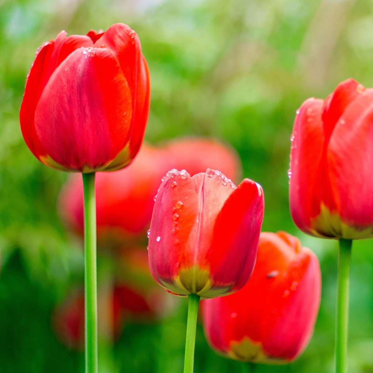 Tulip Bulbs - 14 Pcs. - Tulipa 'Red Impression' - Flower Bulbs - Red