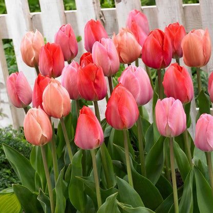 Tulip Bulbs - 40 Pcs. - Tulipa 'Salmon', 'Van Eijk' - Flower Bulbs - Red