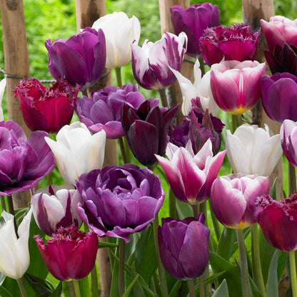 Tulip Bulbs - 35 Pcs. - Tulipa 'Blueberry' - Flower Bulbs - Purple