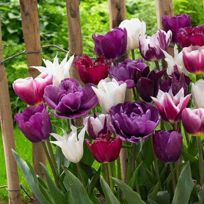 Tulip Bulbs - 35 Pcs. - Tulipa 'Blueberry' - Flower Bulbs - Purple