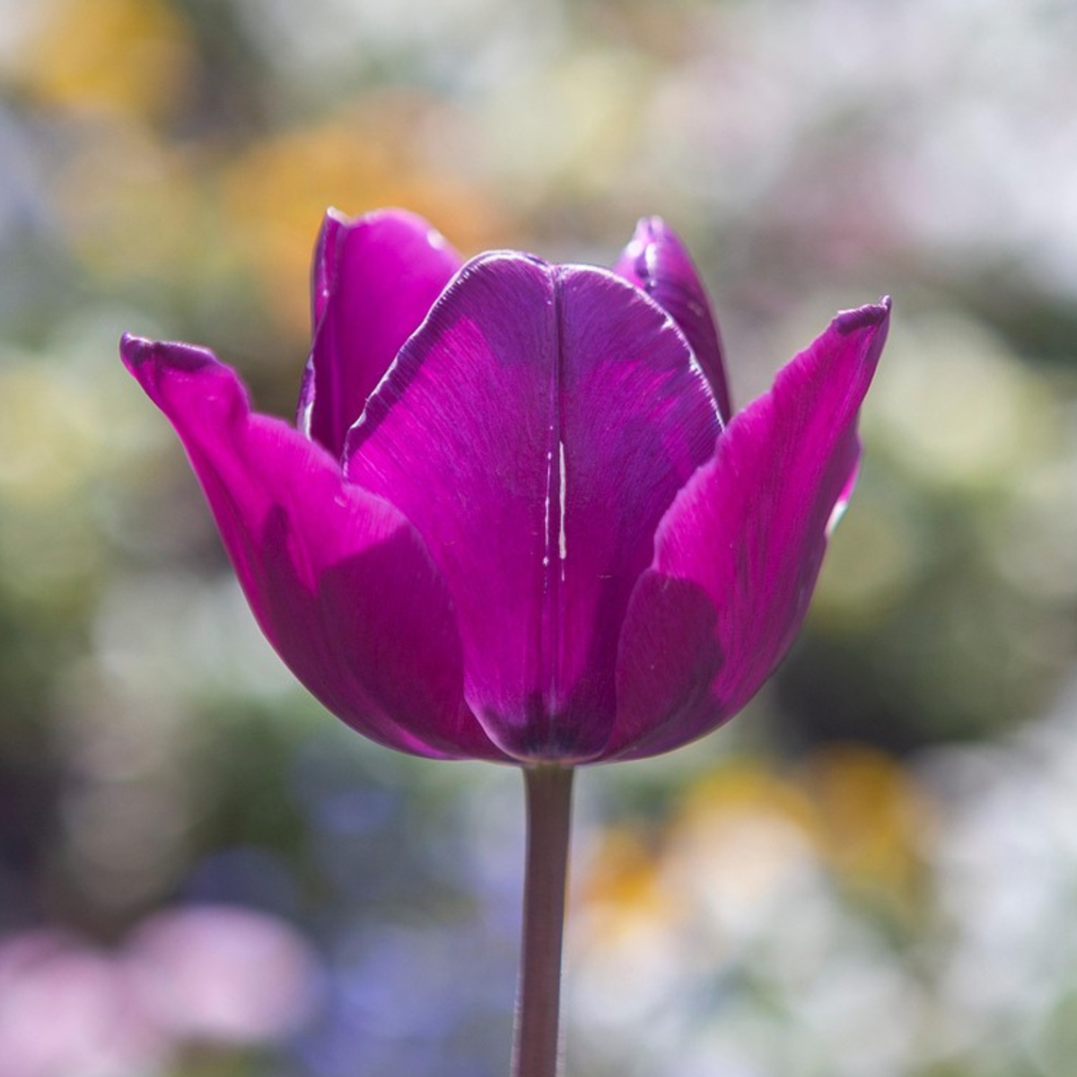 Tulip Bulbs - 35 Pcs. - Tulipa 'Blueberry' - Flower Bulbs - Purple