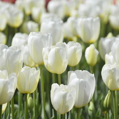 Tulip Bulbs - 35 Pcs. - Tulipa 'Pastel' - Flower Bulbs