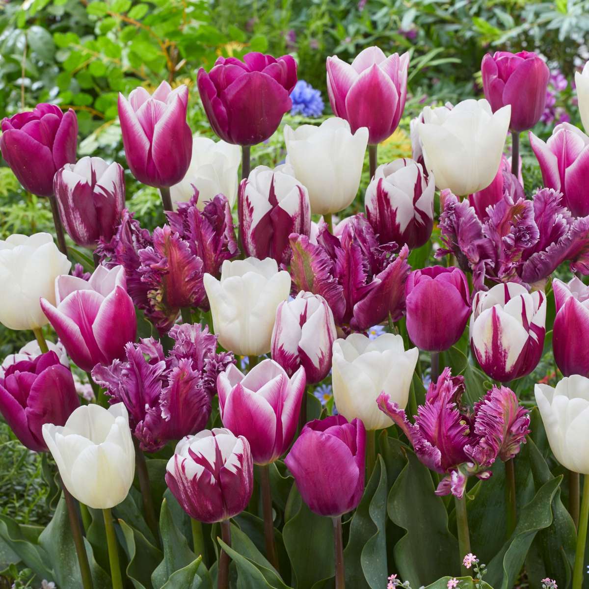 Tulip Bulbs - 35 Pcs. - Tulipa 'Pastel' - Flower Bulbs
