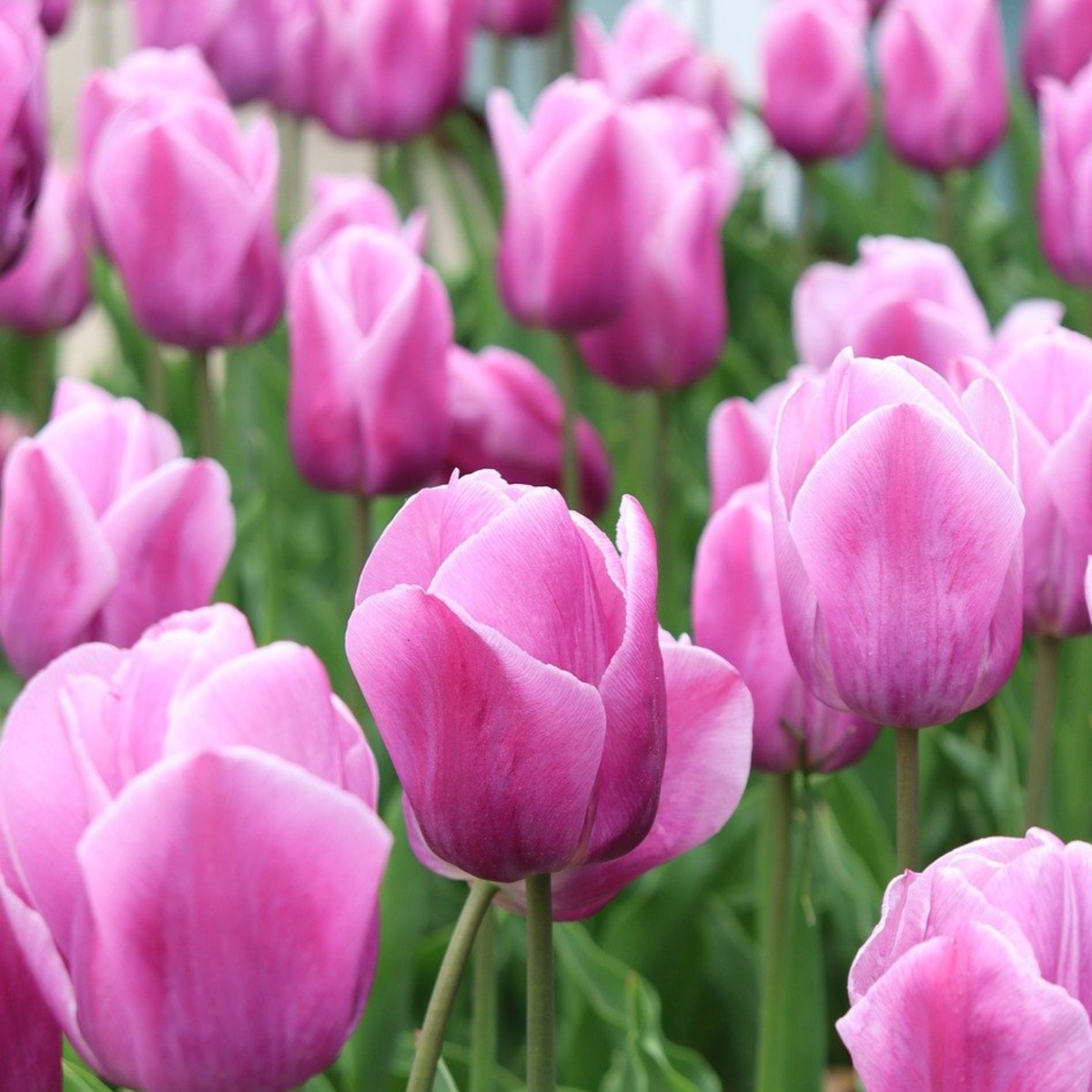 Tulip Bulbs - 35 Pcs. - Tulipa 'Pastel' - Flower Bulbs