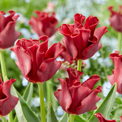 Tulip Bulbs 'Red Dress' - Set Of 10 - Hardy & Perennial