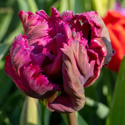 Tulip Bulbs - 14 Pcs. - Tulipa 'Parrot Negrita' - Flower Bulbs - Purple