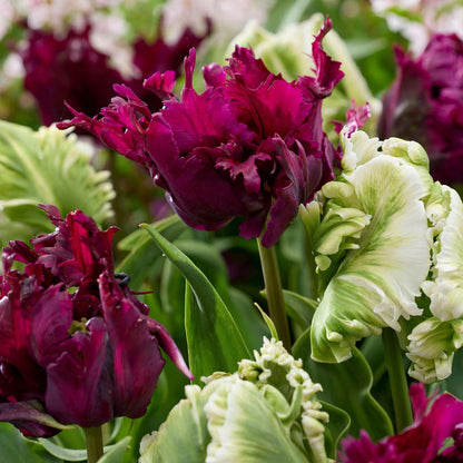 Tulip Bulbs - 14 Pcs. - Tulipa 'Parrot Negrita' - Flower Bulbs - Purple