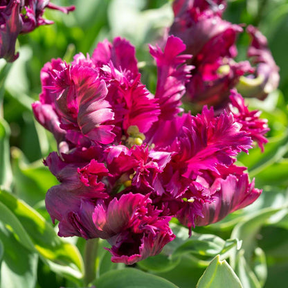 Tulip Bulbs - 14 Pcs. - Tulipa 'Parrot Negrita' - Flower Bulbs - Purple