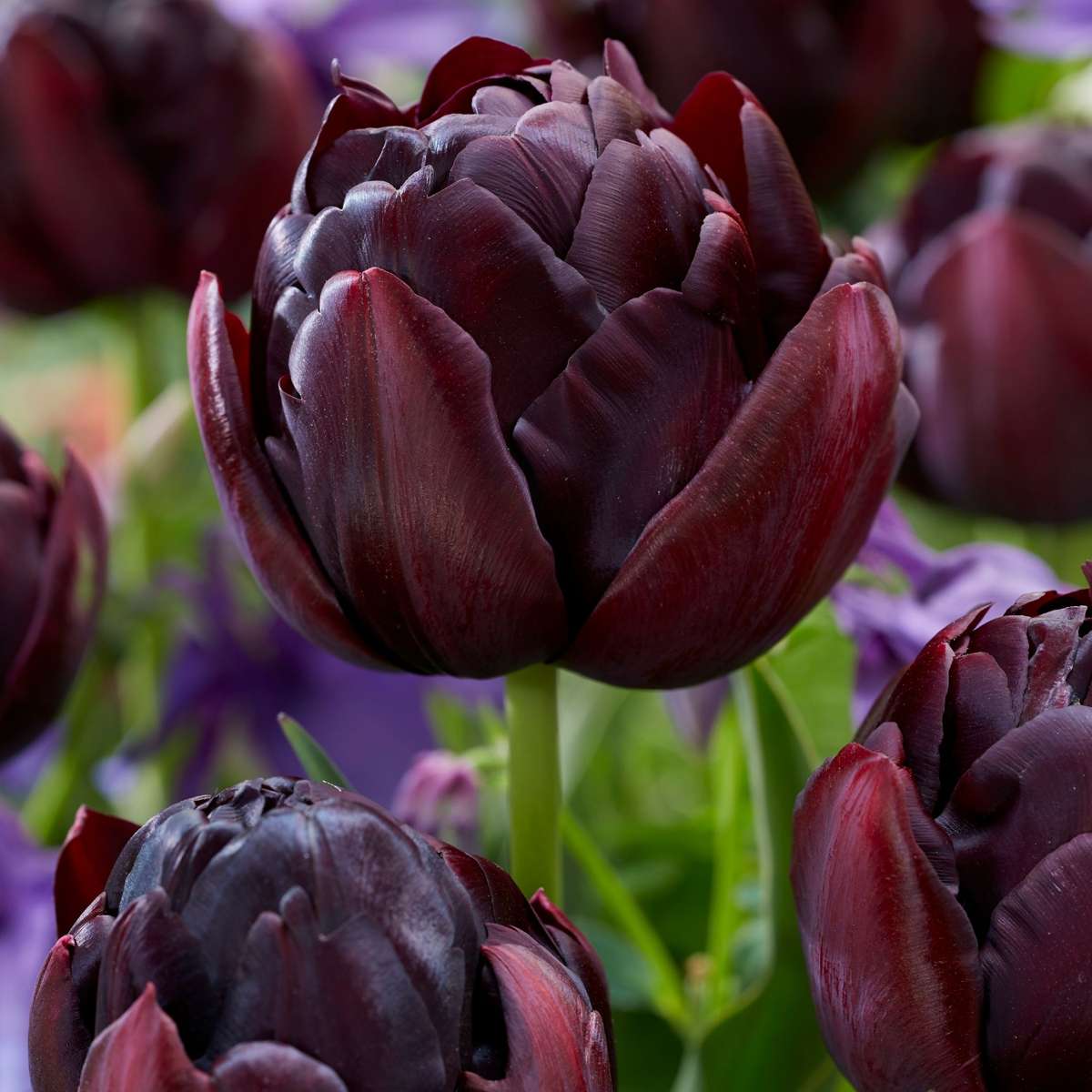 Tulip Bulbs - 15 Pcs. - Tulipa 'Black Hero' - Flower Bulbs