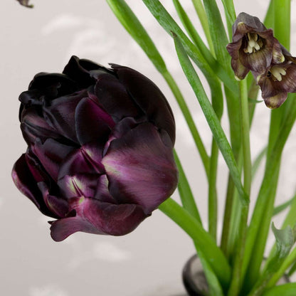 Tulip Bulbs - 15 Pcs. - Tulipa 'Black Hero' - Flower Bulbs