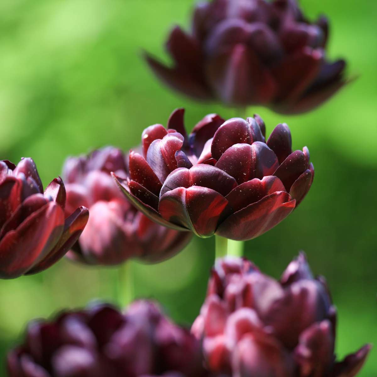 Tulip Bulbs - 15 Pcs. - Tulipa 'Black Hero' - Flower Bulbs