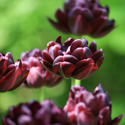 Tulip Bulbs - 15 Pcs. - Tulipa 'Black Hero' - Flower Bulbs