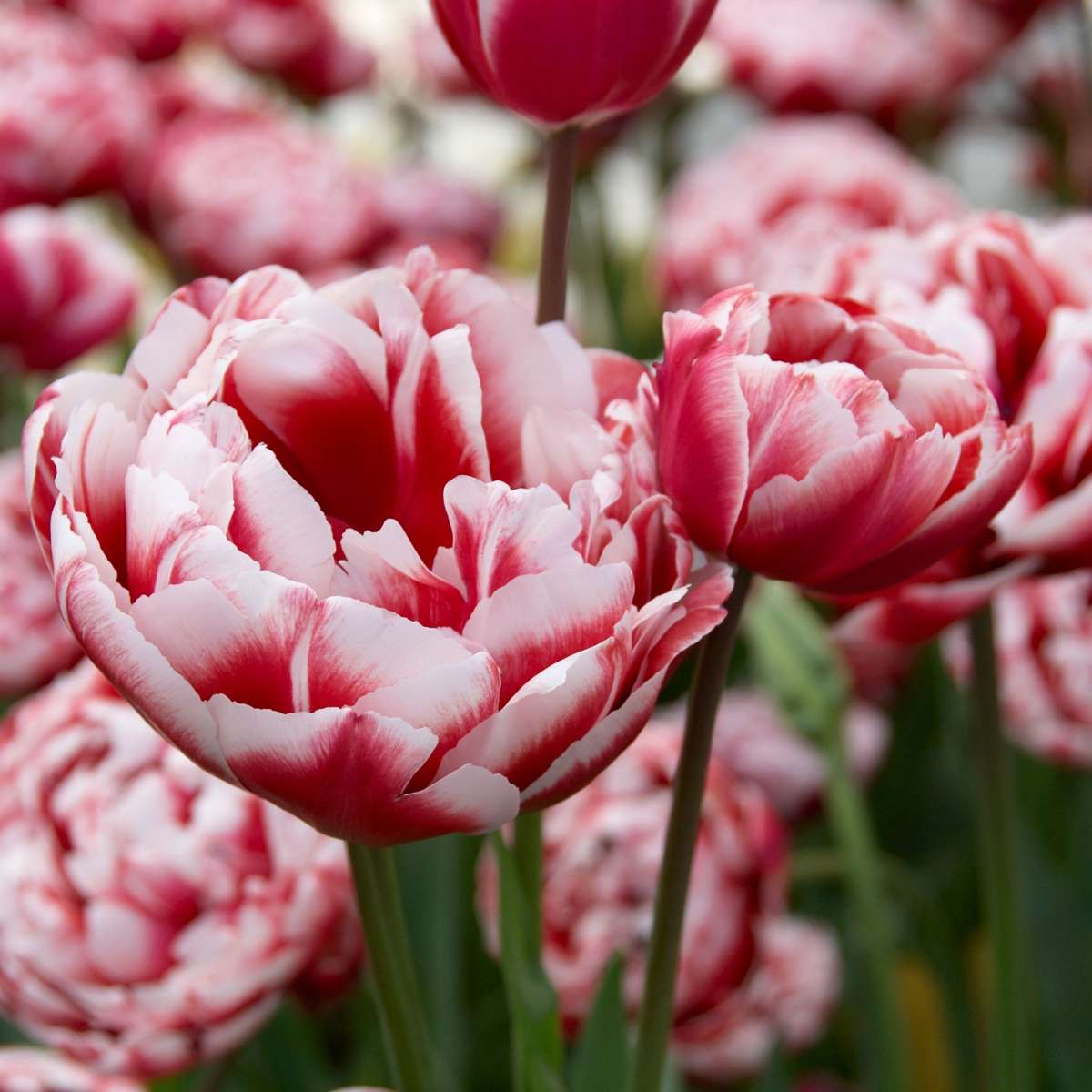 Tulip Bulbs - 15 Pcs. - Tulipa 'Drumline' - Flower Bulbs - Pink