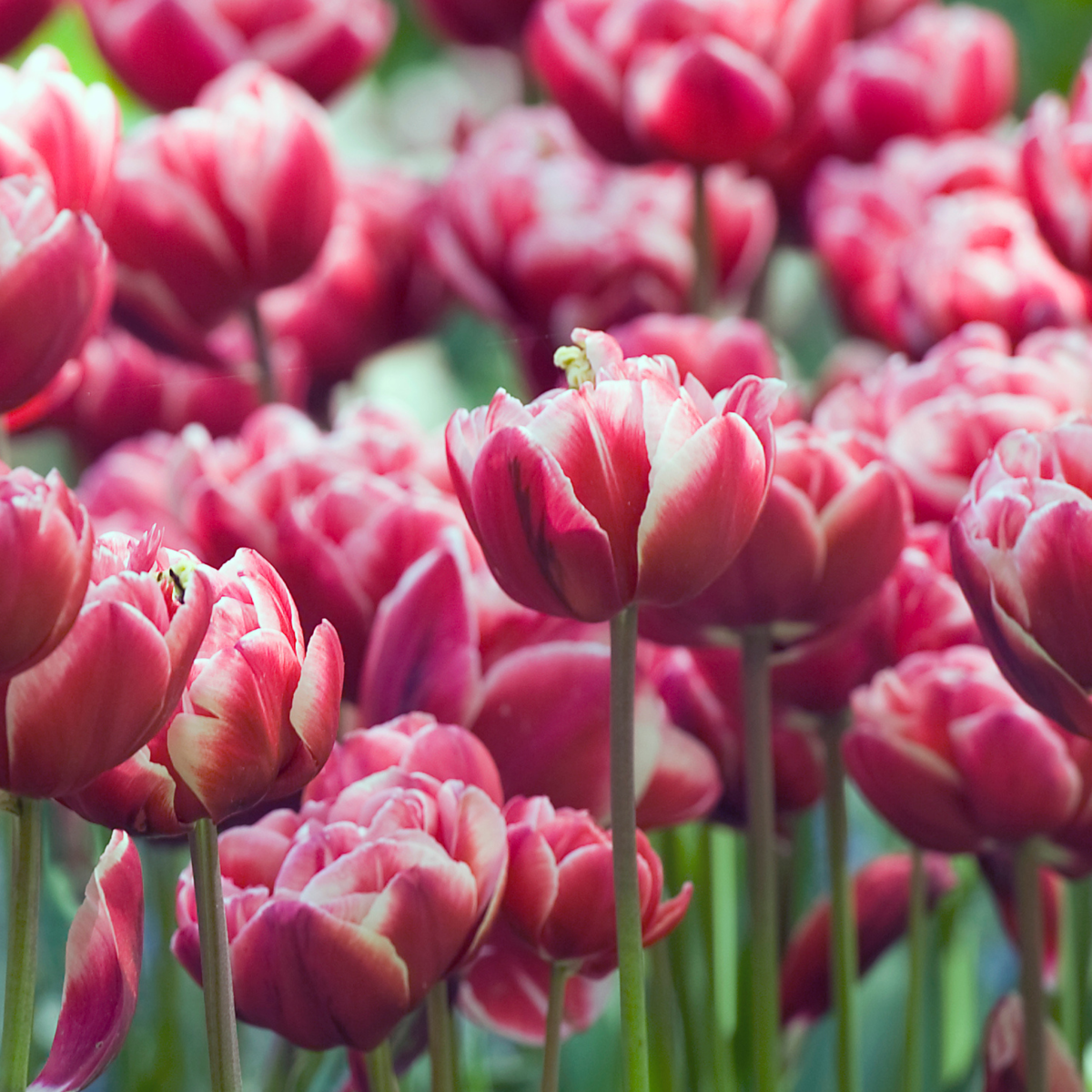 Tulip Bulbs - 15 Pcs. - Tulipa 'Drumline' - Flower Bulbs - Pink