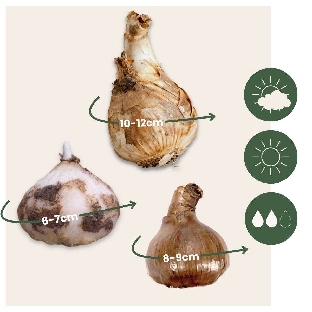 Other Types Of Flower Bulbs Wet Garden Box - 30 Flower Bulbs For Moist And Rainy Locations