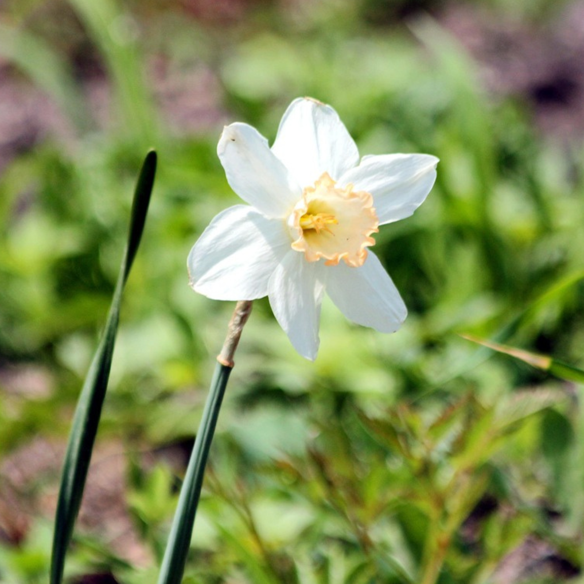 Other Types Of Flower Bulbs Wet Garden Box - 30 Flower Bulbs For Moist And Rainy Locations