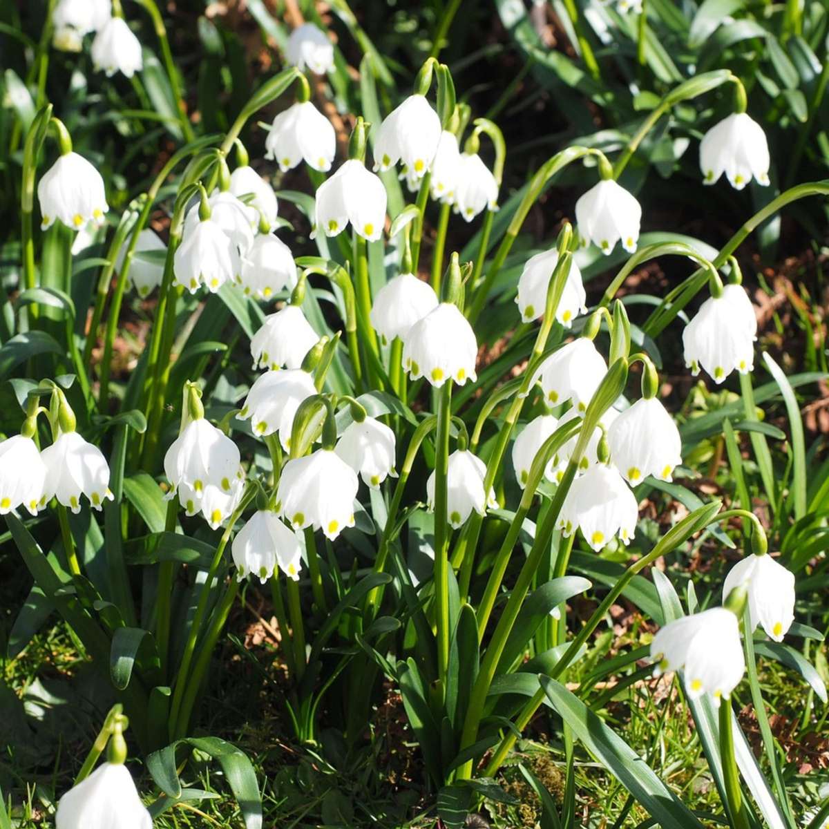 Other Types Of Flower Bulbs Wet Garden Box - 30 Flower Bulbs For Moist And Rainy Locations