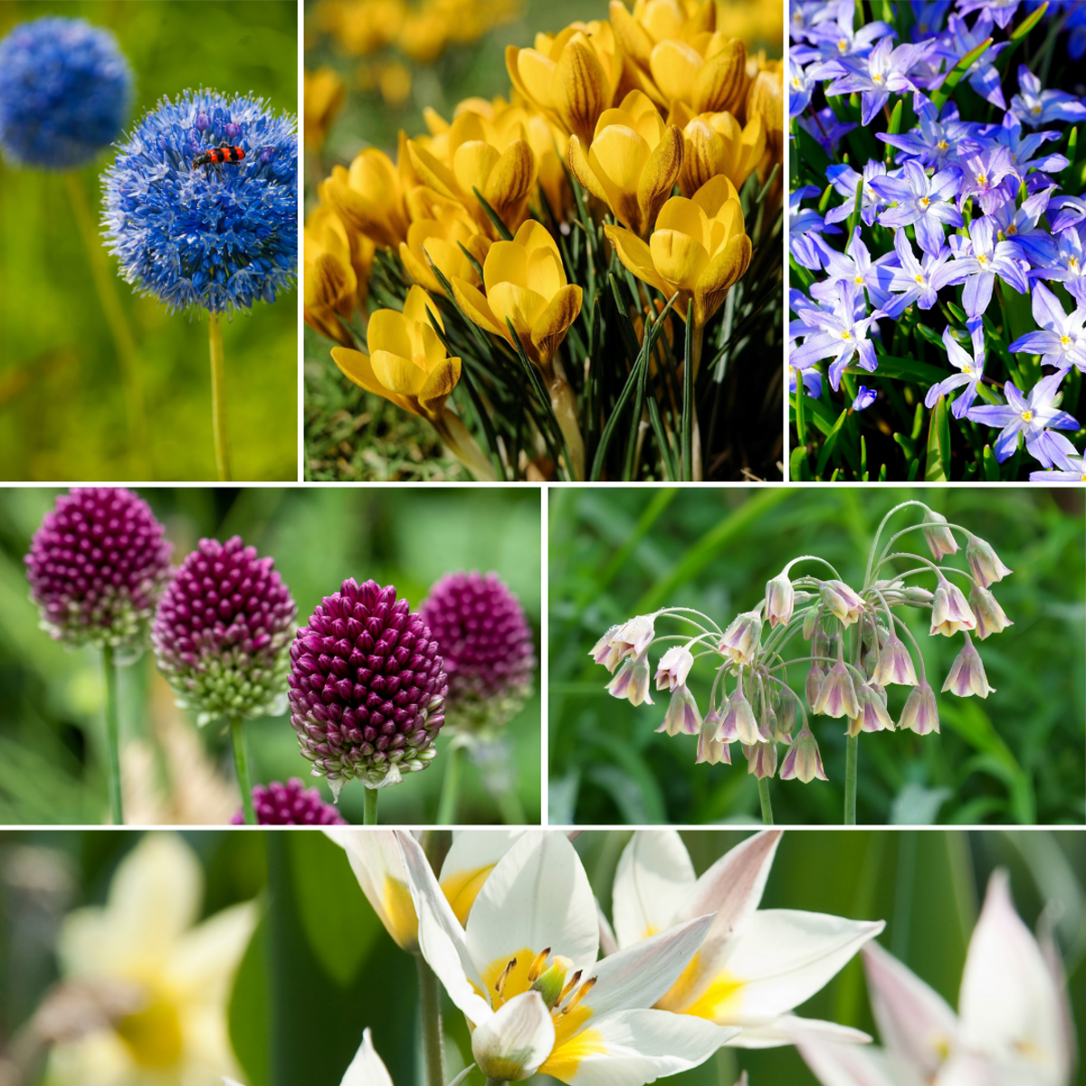 Bulb Mix Wild Bee Hotel Box - 60 Bulbs - Bee Hotel Building Guide - Hardy For Winter