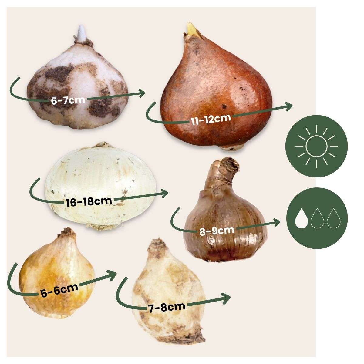 Bulb Mix Wild Bee Hotel Box - 60 Bulbs - Bee Hotel Building Guide - Hardy For Winter