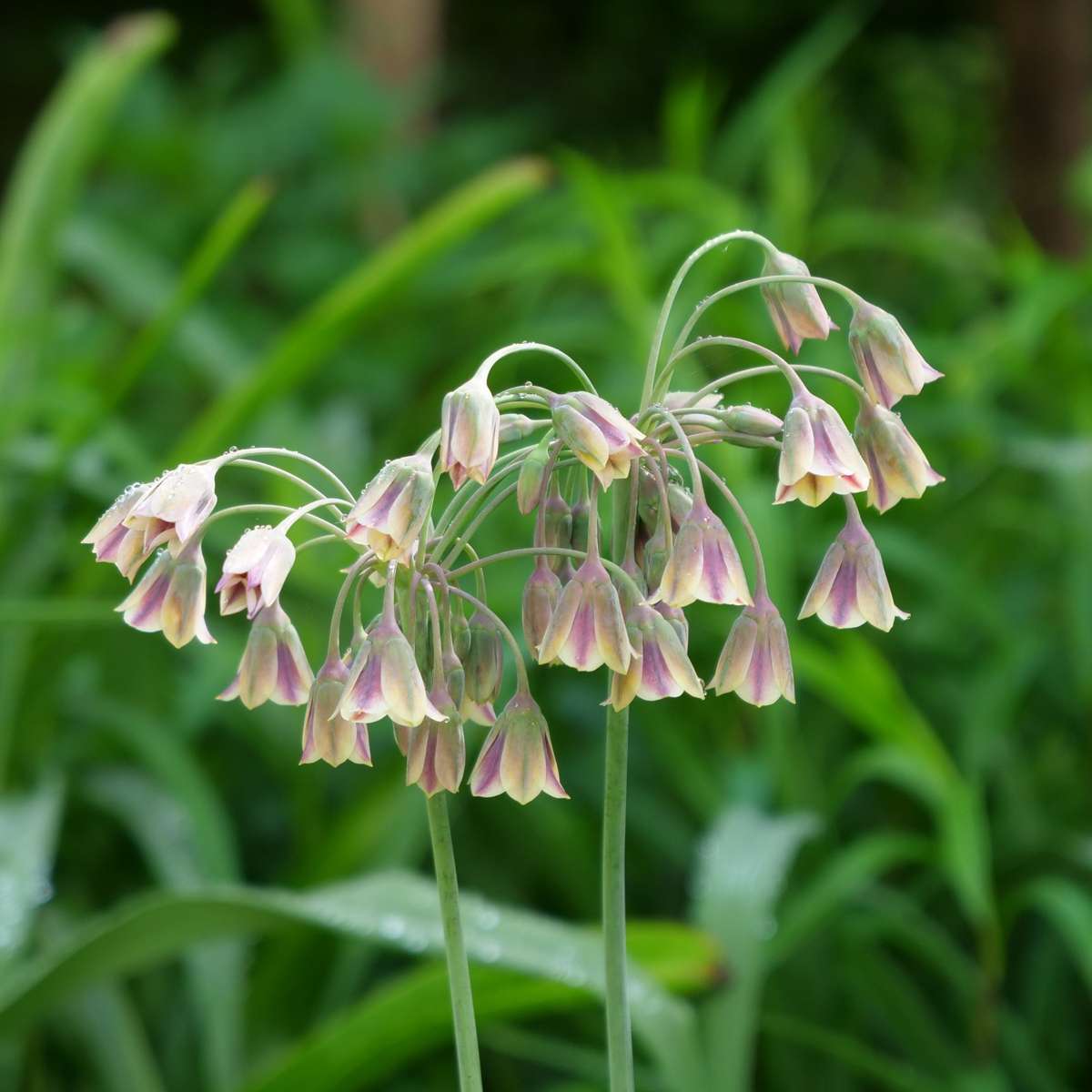 Bulb Mix Wild Bee Hotel Box - 60 Bulbs - Bee Hotel Building Guide - Hardy For Winter