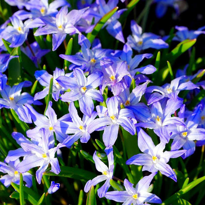 Bulb Mix Wild Bee Hotel Box - 60 Bulbs - Bee Hotel Building Guide - Hardy For Winter