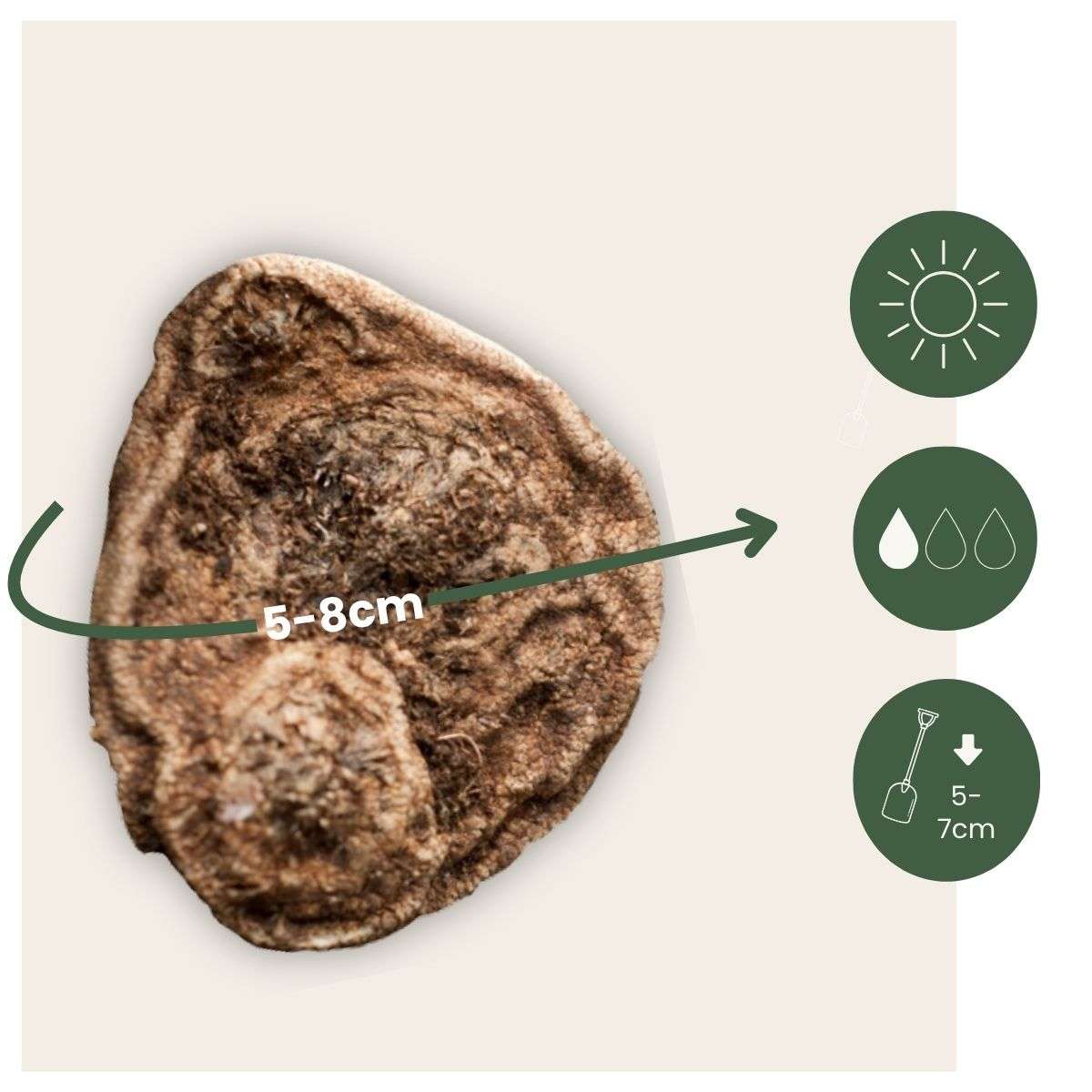 Anemone - 30 Pcs. - Anemoon De Caen - Flower Bulbs