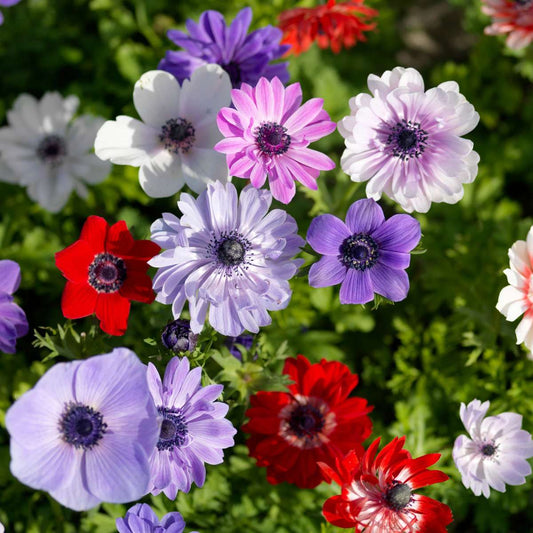 Anemone - 30 Pcs. - Anemoon De Caen - Flower Bulbs