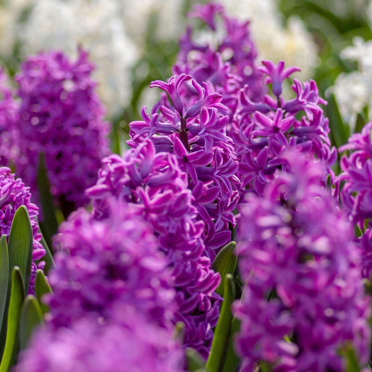Hyacinth Bulbs - Set Of 10 - Hyacinthus 'Purple Voice' - Flower Bulbs