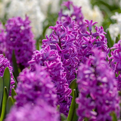 Hyacinth Bulbs - Set Of 10 - Hyacinthus 'Purple Voice' - Flower Bulbs