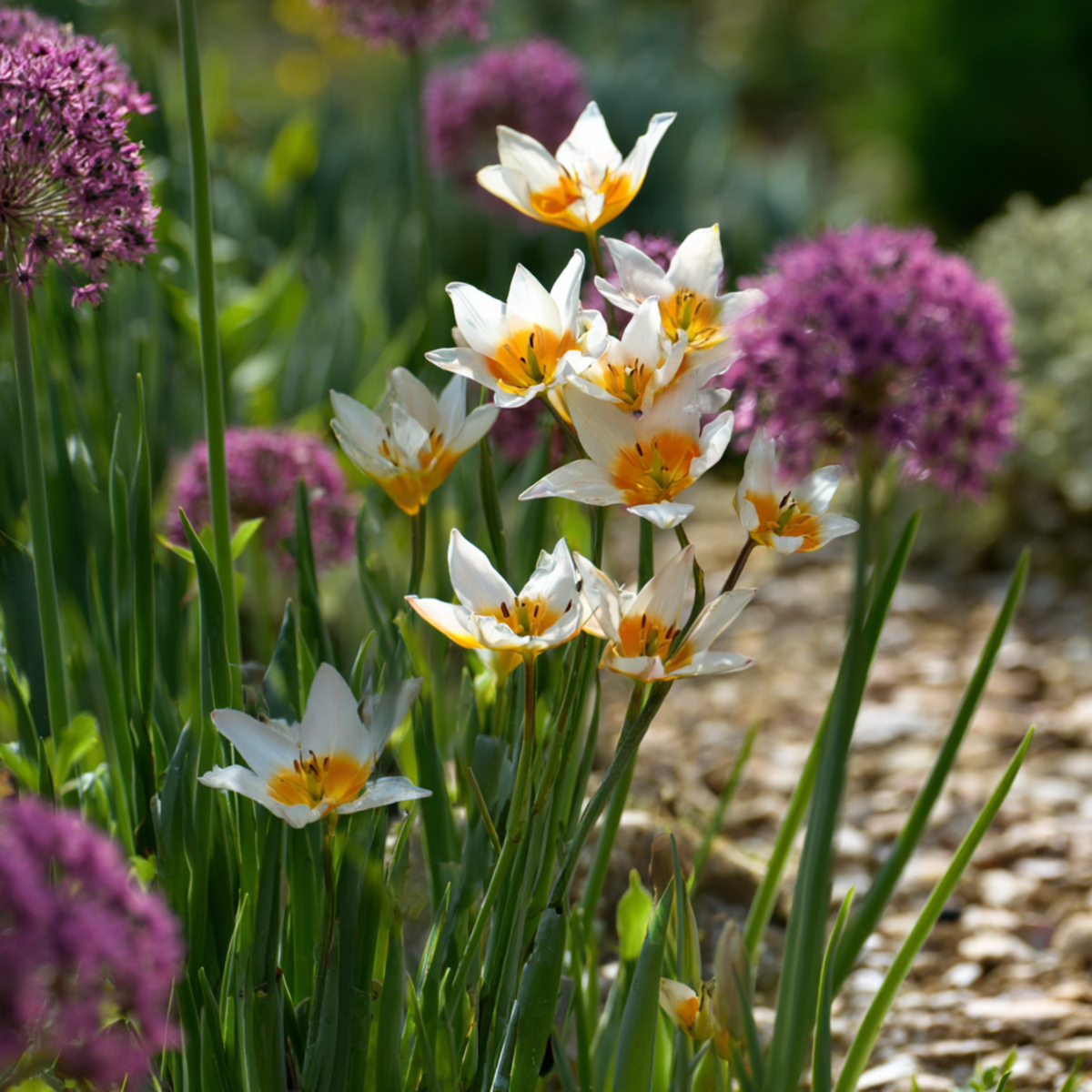 Other Types Of Flower Bulbs Dry Garden Box - 35 Flower Bulbs For Dry & Sunny Locations